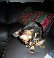 Mowgli, 10 September 2004